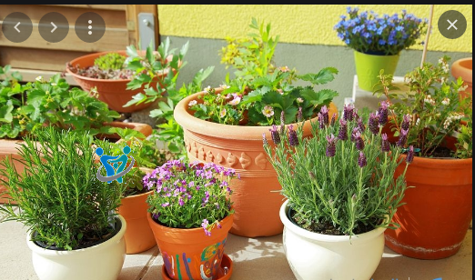 مشاريع صغيرة ناجحة للنساء 3 زراعة الورود والشتلات